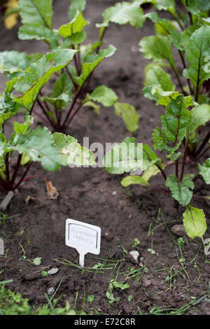 Junge rote Beete wachsen in der Erde von einer Zuteilung Garten, mit Marker und Grasschnitt im Vordergrund Stockfoto