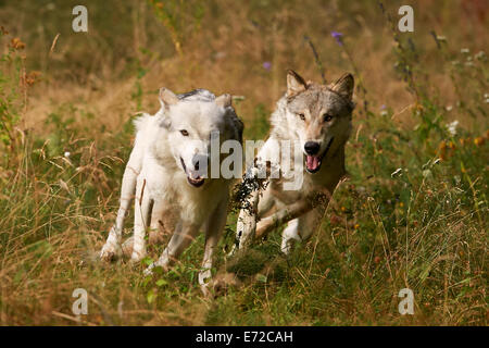 2 grau oder graue Wolf (Canis Lupus) läuft durch eine Wiese Stockfoto