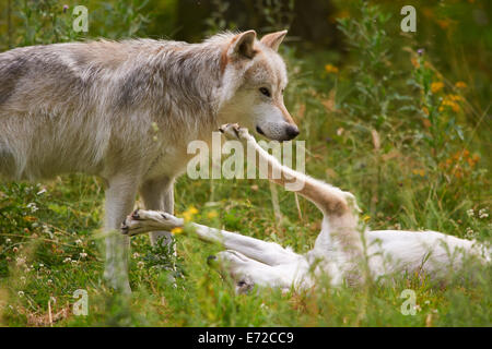 2 grau oder graue Wolf (Canis Lupus) Stockfoto