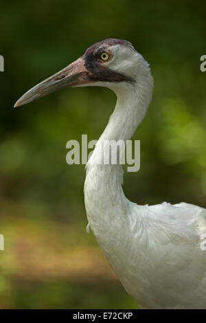 Schreikranich (Grus Americana), vom Aussterben bedrohte Arten, gefangen Stockfoto