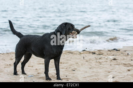 Schwarze Labrador Hund mit Stick am Strand spielen Stockfoto