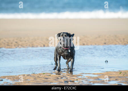 Schwarze Labrador Hund wartet auf ihren Ball am Strand geworfen werden Stockfoto