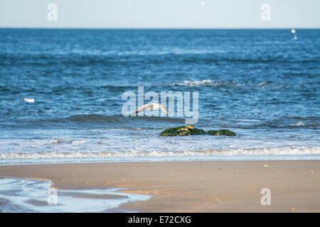 Bild einer Möwe, die kommen, um auf dem Sand an einem Strand in Großbritannien landen Stockfoto