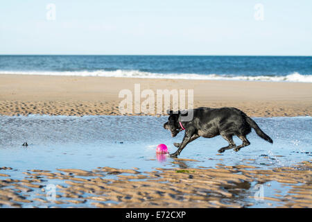 Schwarze Labrador Hund springen, um einen Ball am Strand zu holen Stockfoto