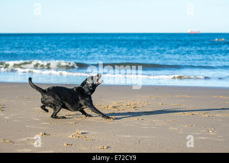 Schwarze Labrador Hund immer bereit zu springen, um einen Ball fangen am Strand Stockfoto