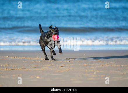 Schwarze Labrador Hund läuft auf Kamera am Strand mit einem ball Stockfoto