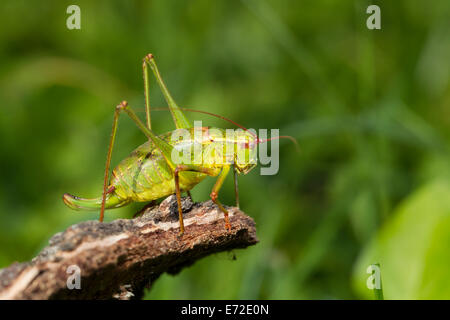 Barbitistes Serricauda Ensifera Heuschrecken Stockfoto