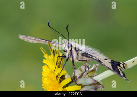 Gemeinsamen gelbe Schwalbenschwanz Old World Schwalbenschwanz Schwalbenschwanz Papilio Machaon schwalbenschwanz Stockfoto