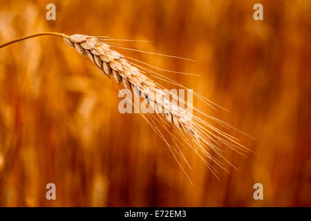 Gelbe Ähren Feld Hintergrund. Reiche Ernte Weizenfeld, frische Ernte von Ähren. Stockfoto