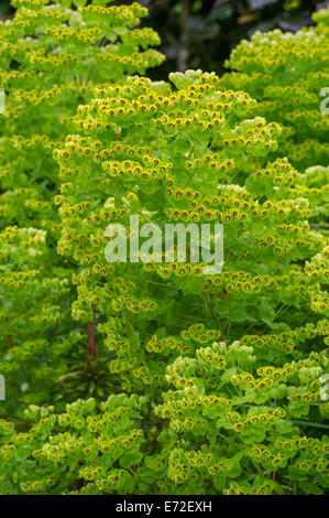 Euphorbia x Martini "Ascot Rainbow Stockfoto