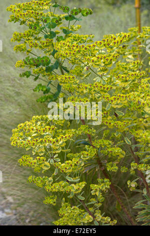 Euphorbia x Martini "Ascot Rainbow wächst unter Stipa Tenuissima Stockfoto