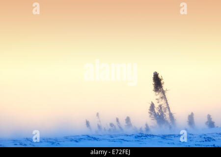 Arktische Tundra Taiga-Wald bei Sonnenuntergang mit Blizzard Schneetreiben, Wapusk-Nationalpark, Kanada. Stockfoto