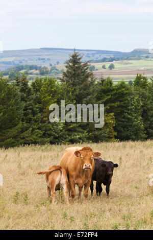 Eine zufriedene Kuh Spanferkel ihre Jungen im englischen Lake District an Shap, Cumbria UK Stockfoto