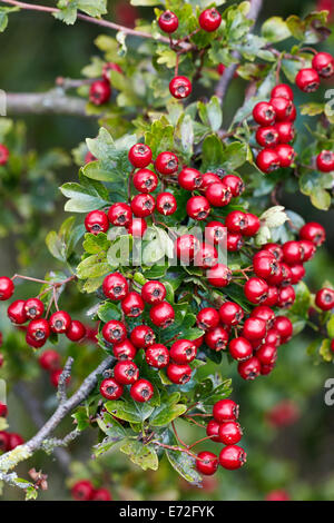 Weißdornbeeren. Hurst Wiesen, West Molesey Surrey, England. Stockfoto