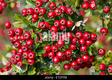 Weißdornbeeren. Hurst Wiesen, West Molesey Surrey, England. Stockfoto