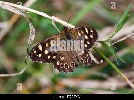 Gesprenkelte Holz Schmetterling. Hurst Wiesen, West Molesey Surrey, England. Stockfoto