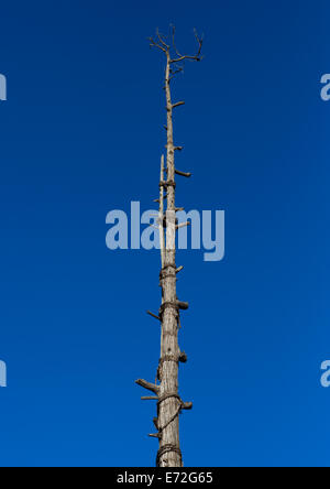 Generation-Pole auf dem Zeremoniell Platz, errichtet während der Initiation Zeremonien Konso Dorf, Südäthiopien Stockfoto