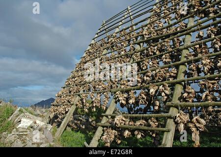 Regale voller getrockneter Kabeljau Köpfe, Svolvaer, Lofoten, Norwegen Stockfoto