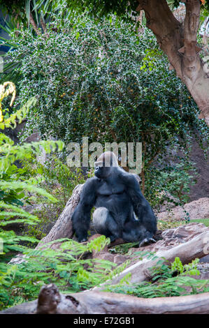 Gorilla mitten im Amazonas-Dschungel Stockfoto