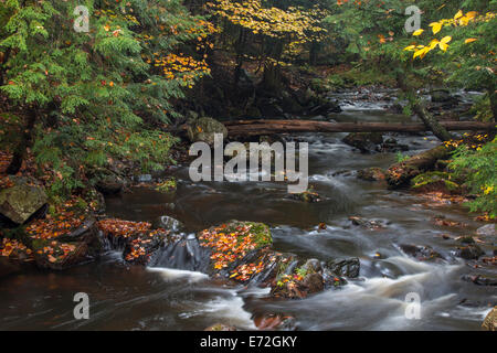 Herbstliches Laub entlang dem Flüsschen Karpfen in Porcupine Mountains State Park, Michigan, USA. Stockfoto