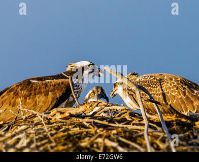 Erwachsenen Fischadler Fische zu füttern, um ein Küken im Nest, Pandion Haliaetus, Sea Hawk, Fischadler, Fluss Hawk, Hawk Fisch, raptor Stockfoto