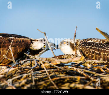 Erwachsenen Fischadler Fische zu füttern, um ein Küken im Nest, Pandion Haliaetus, Sea Hawk, Fischadler, Fluss Hawk, Hawk Fisch, raptor Stockfoto