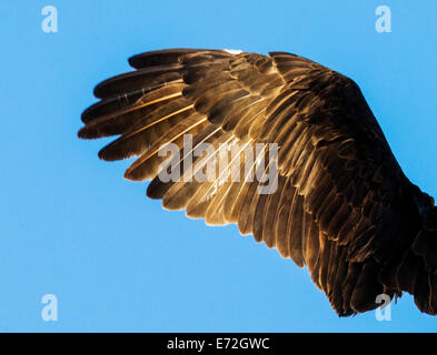 Nahaufnahme von Osprey Flügel & Federn, Pandion Haliaetus, Sea Hawk, Fischadler, Fluss Hawk, Hawk Fisch, raptor Stockfoto