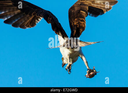 Fischadler im Flug mit fangfrischen Fisch, Pandion Haliaetus, Sea Hawk, Fischadler, Fluss Hawk, Hawk Fisch, raptor Stockfoto