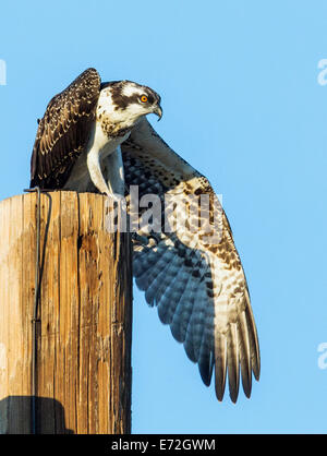Junge Küken Osprey auf Pole Strectching seine Beine, Pandion Haliaetus, Sea Hawk, Fischadler, Fluss Hawk, Hawk Fisch, Raptor Stockfoto