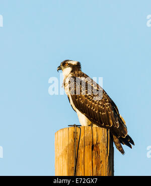 Junge Küken Osprey auf Pole, Pandion Haliaetus, Sea Hawk, Fischadler, Fluss Hawk, Fisch-Hawk, Raptor, Chaffee County, Colorado, USA Stockfoto