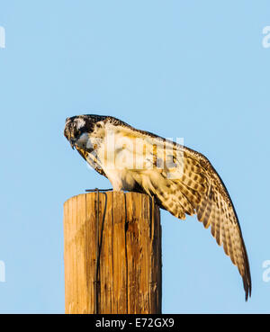 Junge Küken Osprey auf Pole Strectching seine Beine, Pandion Haliaetus, Sea Hawk, Fischadler, Fluss Hawk, Hawk Fisch, Raptor Stockfoto