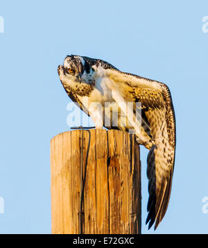 Junge Küken Osprey auf Pole Strectching seine Beine, Pandion Haliaetus, Sea Hawk, Fischadler, Fluss Hawk, Hawk Fisch, Raptor Stockfoto