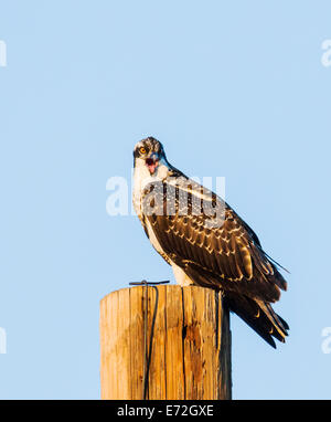 Junge Küken Osprey auf Pole, Pandion Haliaetus, Sea Hawk, Fischadler, Fluss Hawk, Fisch-Hawk, Raptor, Chaffee County, Colorado, USA Stockfoto