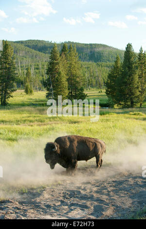 Buffalo Staub Baden im Yellowstone National Park. Stockfoto