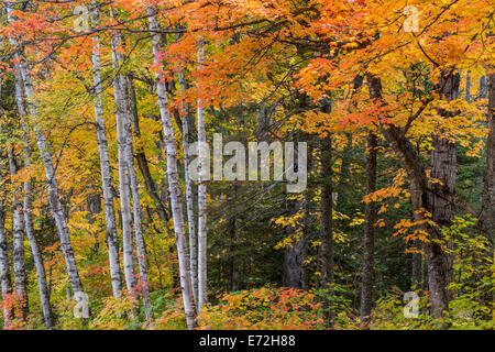 Herbstfarbe im Wald in der Nähe von Copper Harbor, Michigan, USA. Stockfoto