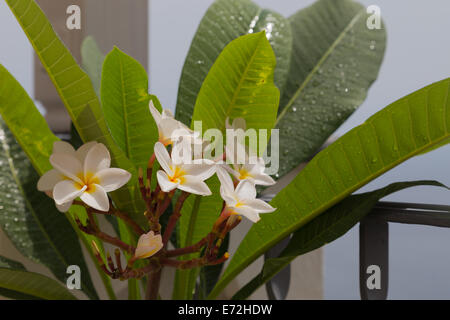 Eine schöne weiße Frangipani Blume auf eine atemberaubende Hotel Veranda in der italienischen Stadt Positano Stockfoto