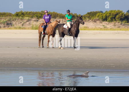 Touristen auf dem Pferderücken beobachten Atlantic Bottlenose Delphine, wie sie vorbei schwimmen während Strang Fütterung am Einlass Captain Sam 3. September 2014 Seabrook Island, SC Diese ungewöhnliche Praxis umfasst eine Gruppe von Delfinen herding eine Schule der Fische auf den Strand und starten dann ihren Körper aus dem Wasser und an den Strand zu ernähren und ist nur an wenigen Orten auf der Erde gefunden. Stockfoto