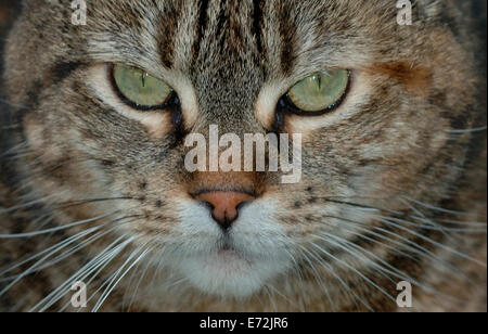 Porträt einer weiblichen Tabby Katze. Stockfoto