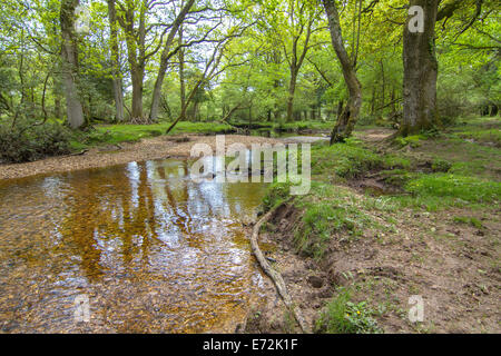 Stream mit Wellen mit grünen Bäumen und Gräsern und Kieselsteinen mit Reflektionen im Wasser Stockfoto