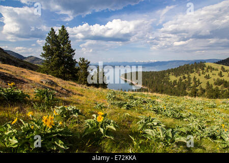 Panorama des Flathead Lake mit Arrowleaf Balsamwurzel Wildblumen auf Wild Horse Island State Park, Montana, USA. Stockfoto