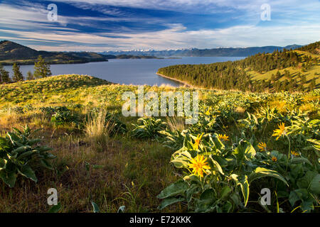 Panorama des Flathead Lake mit Arrowleaf Balsamwurzel Wildblumen auf Wild Horse Island State Park, Montana, USA. Stockfoto