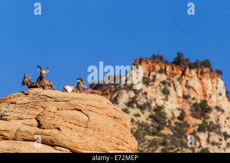 Wüste Bighorn Schafe im Zion Nationalpark, Utah, USA. Stockfoto