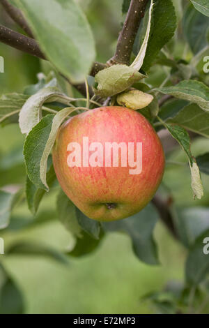 Malus Domestica "Akane". Äpfel wachsen in einem englischen Obstgarten. Stockfoto