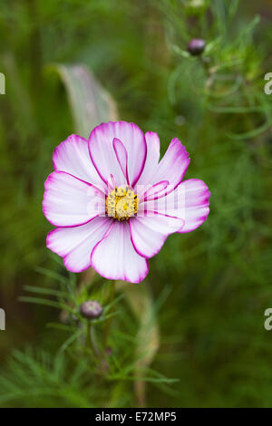 Cosmos Bipinnatus Blume. Stockfoto