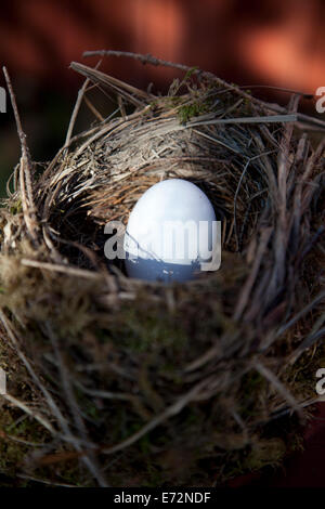 Detail der Vogeleier im Nest mit Unschärfe Hintergrund Stockfoto