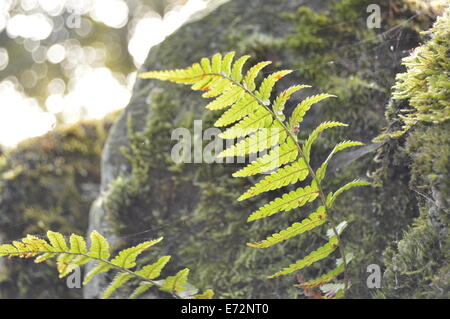 Morgensonne scheint auf Farn wächst aus Moos bedeckt Trockenmauer Stockfoto