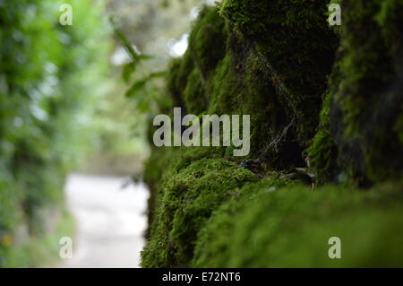 Ein Moos bedeckte Trockenmauer Stockfoto