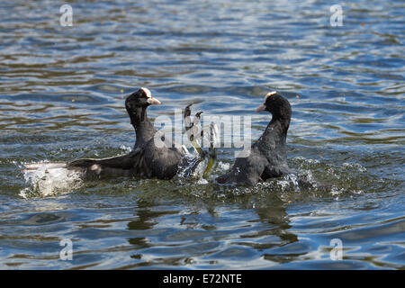 zwei Blässhühner kämpfen Stockfoto