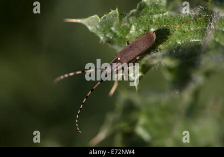 Ein braunen Bug hockt in einem dornigen Pflanze in Arcos De La Frontera, Provinz Cadiz, Andalusien, Spanien, 29. April 2014. Stockfoto