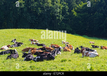 Kühe liegen auf der grünen Wiese im sonnigen Sommertag. Stockfoto